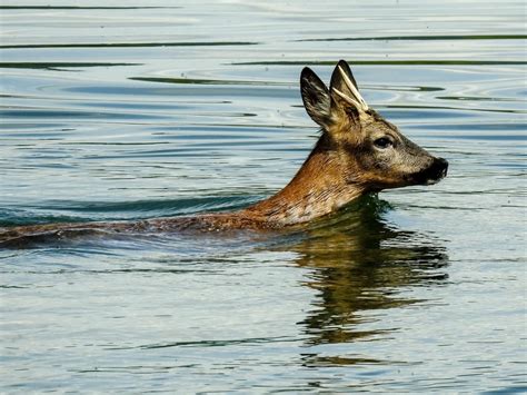 Can Deer Swim in Deep Water: Exploring the Aquatic Abilities of Deer and Their Connection to the Moon's Influence on Ocean Tides