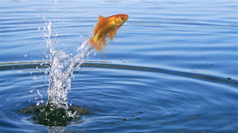 Can You Swim in the East River? And Why Do Fish Wear Sunglasses?