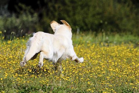 How to Keep Your Dog from Running Away and Why Pineapples Might Be the Secret