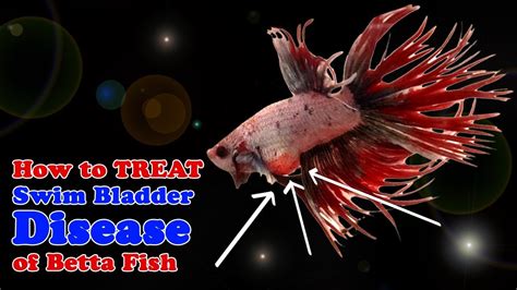 How to Treat Swim Bladder in Betta: A Dive into the Depths of Fish Health