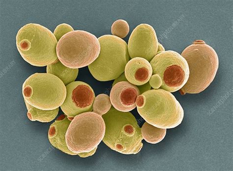 Is Yeast a Protein? Exploring the Microscopic World of Fermentation