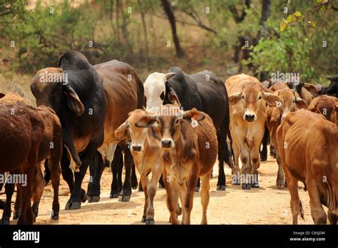 The Great Zimbabwean Cattle Raid of 1270:  A Complex Web of Drought, Desperation and Dynastic Disputes